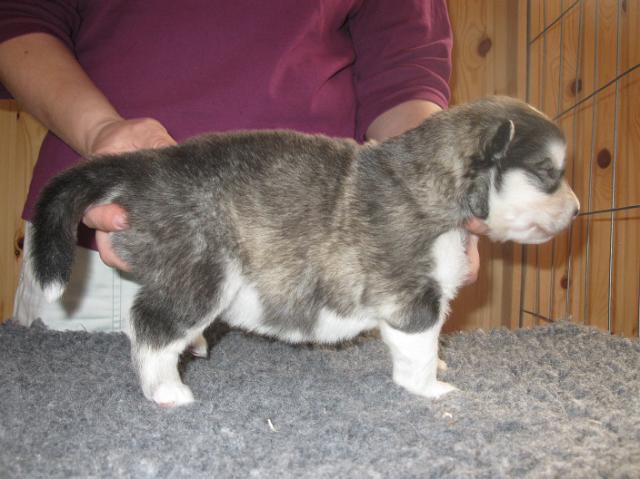 Annan pennut-pups180510094.JPG - 18.5.2010